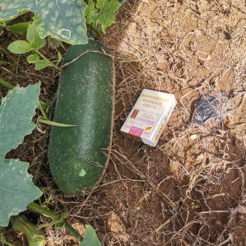 冬瓜毛节瓜