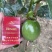 百香果台农小叶紫香70-100g