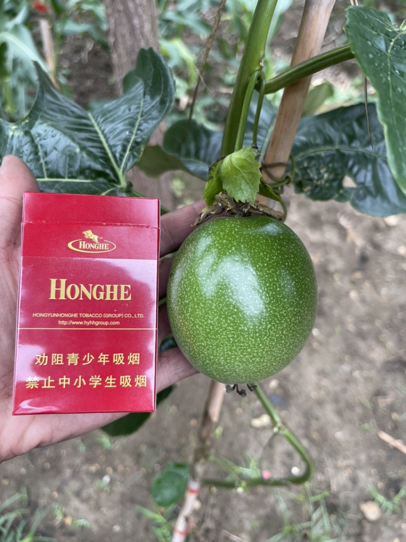百香果台农小叶紫香70-100g