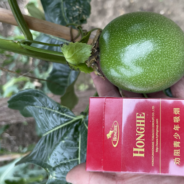百香果台农小叶紫香70-100g