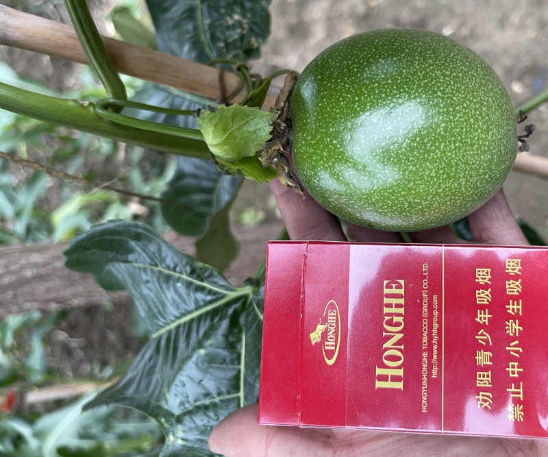 百香果台农小叶紫香70-100g