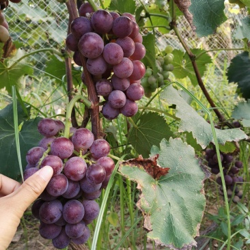 巨峰葡萄果肉甘甜！果面干净！诚信代办，合作共赢！欢迎光临