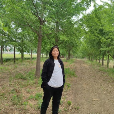 邳州苗农直销银杏基地欢迎您