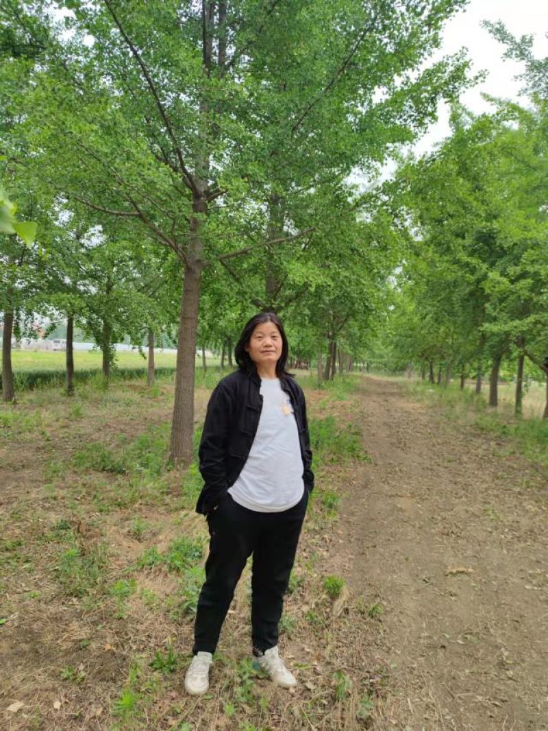 邳州苗农直销银杏基地欢迎您