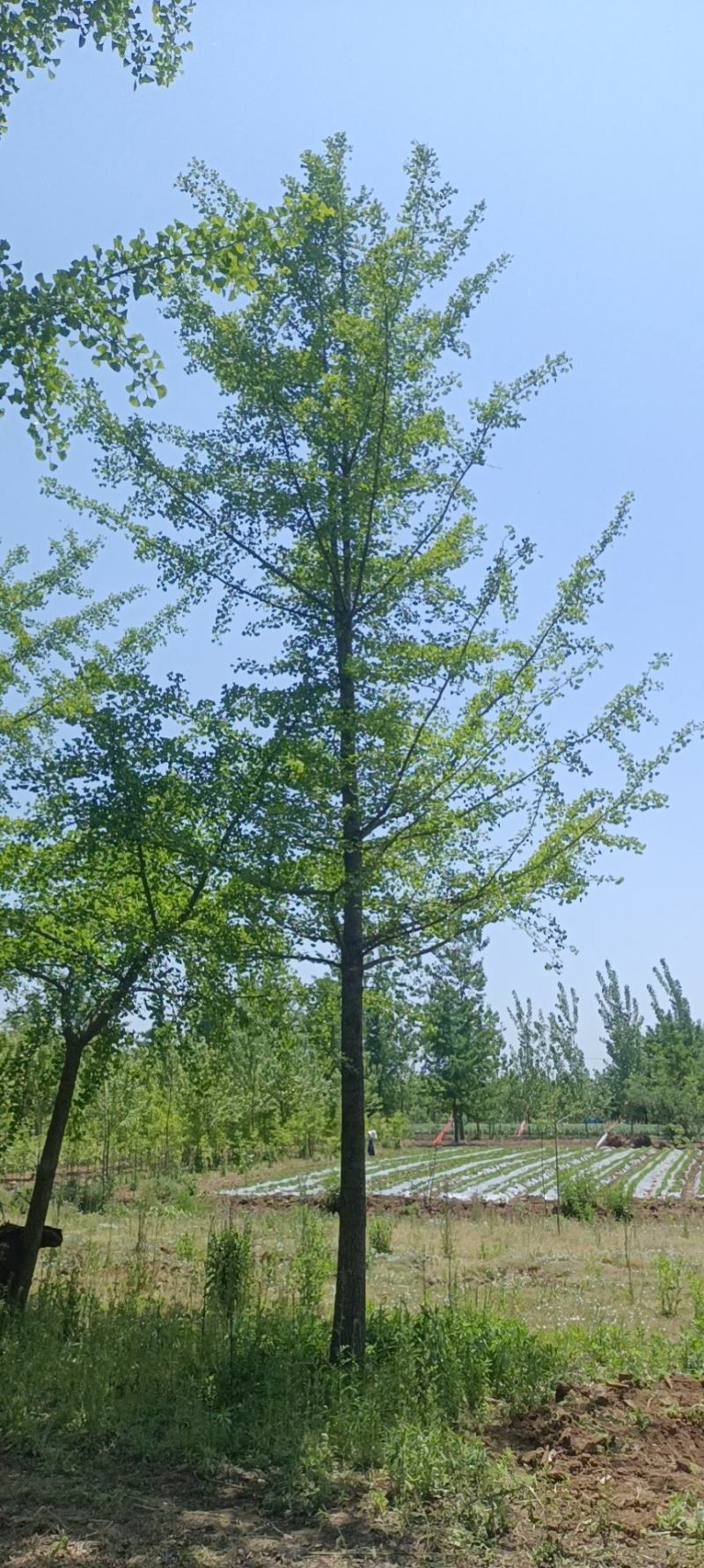 邳州苗农直销银杏基地欢迎您