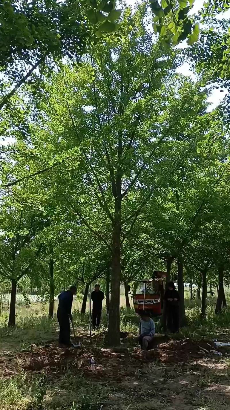 邳州苗农直销银杏基地欢迎您