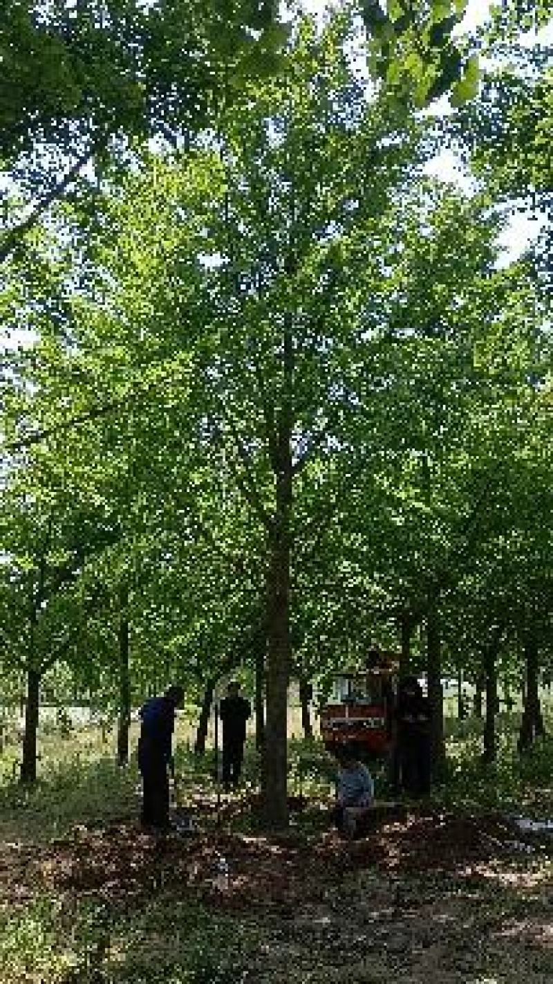 邳州苗农直销银杏基地欢迎您