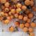 云贵川枇杷，枇杷果是枇杷树结的果实，味道甘美，形如黄杏。