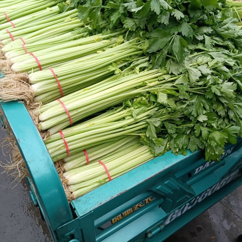 香芹大量上市中，提供各种包装