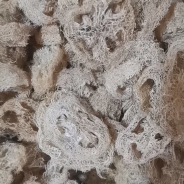 丝瓜络可药用食用老丝瓜筋丝瓜络片药煮煎丝瓜片