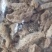 丝瓜络可药用食用老丝瓜筋丝瓜络片药煮煎丝瓜片