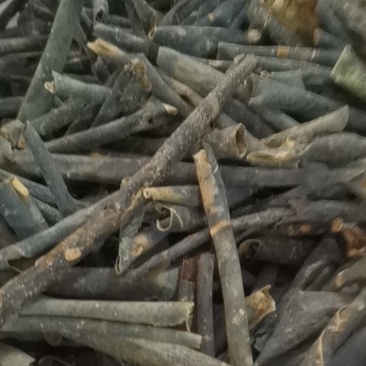 冬瓜皮冬瓜皮干冬瓜皮手选干净冬瓜皮冬瓜皮茶冬瓜茶饮料冬瓜