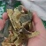 冬瓜皮冬瓜皮干冬瓜皮手选干净冬瓜皮冬瓜皮茶冬瓜茶饮料冬瓜