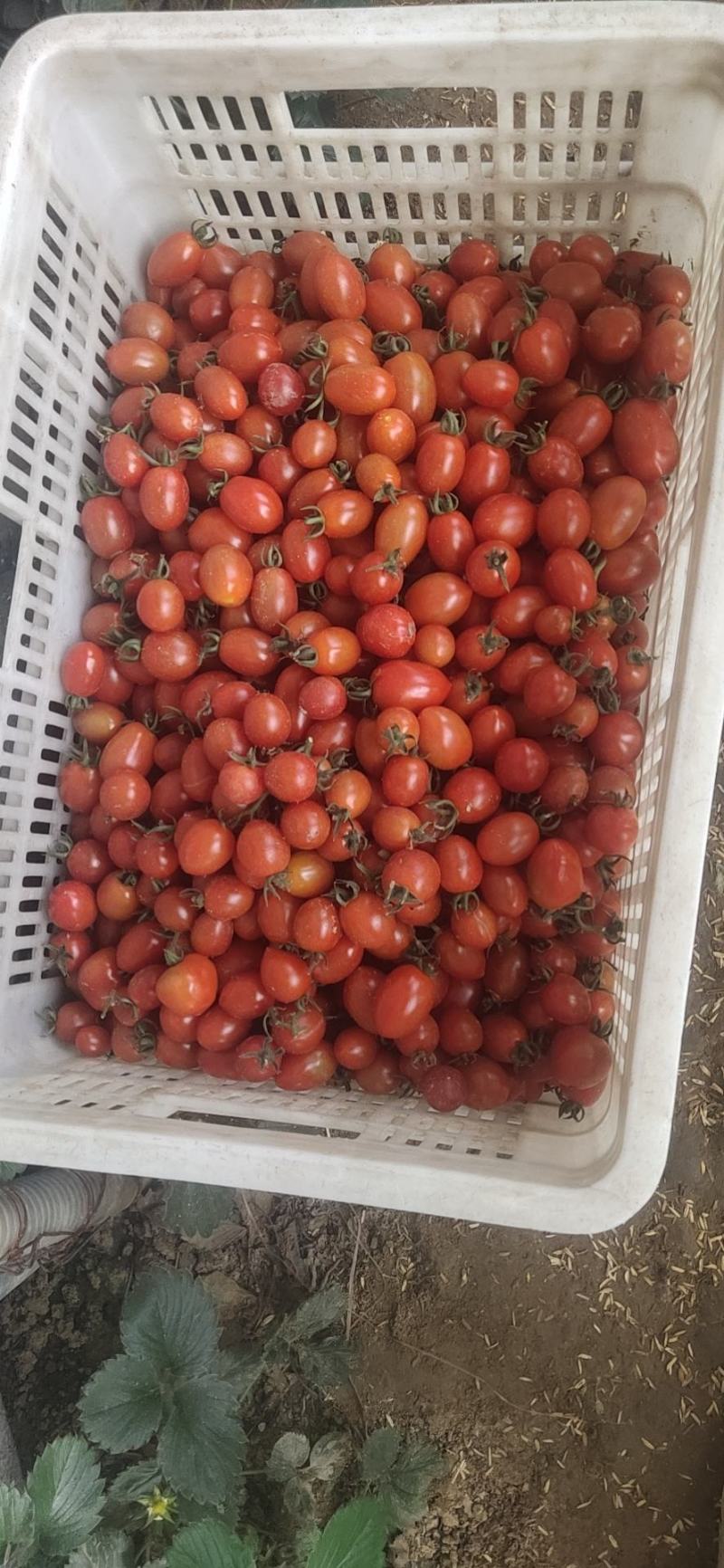千禧果小西红柿