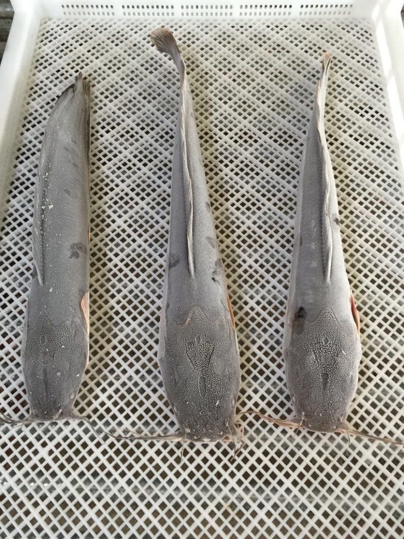 鲶鱼片鲶鱼条
