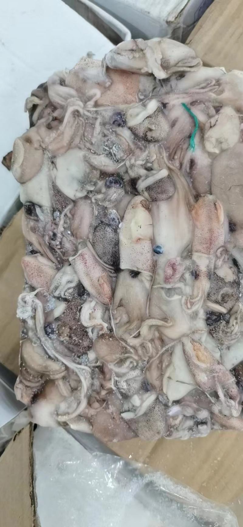 北部湾鱿鱼