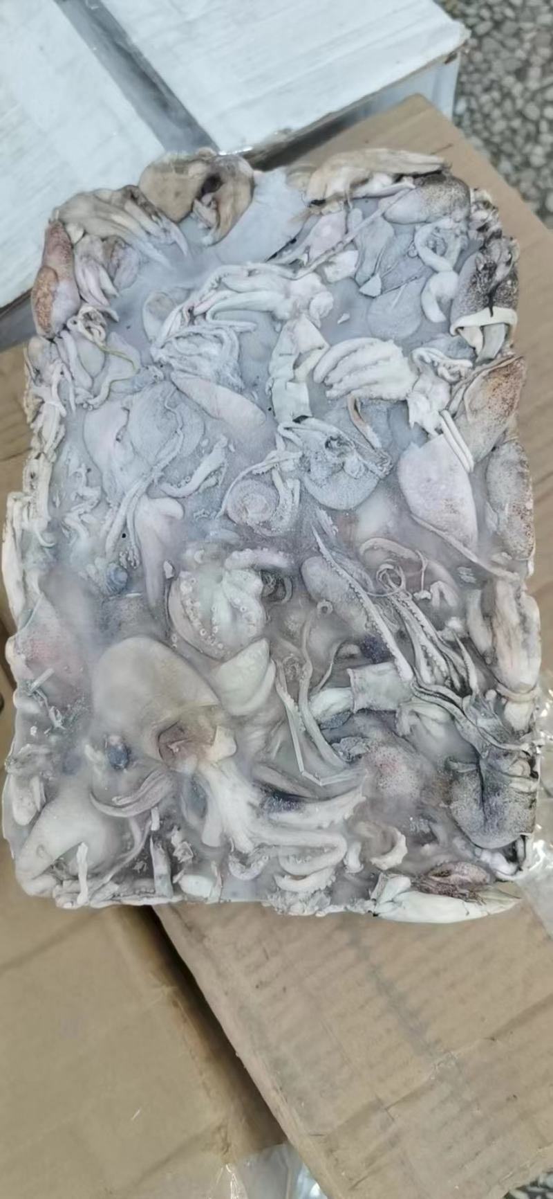 北部湾鱿鱼