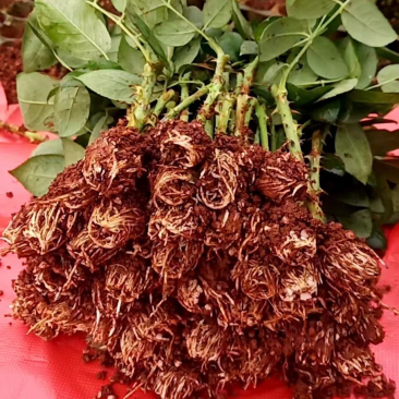 云南昆明玫瑰苗基地直供卡罗拉