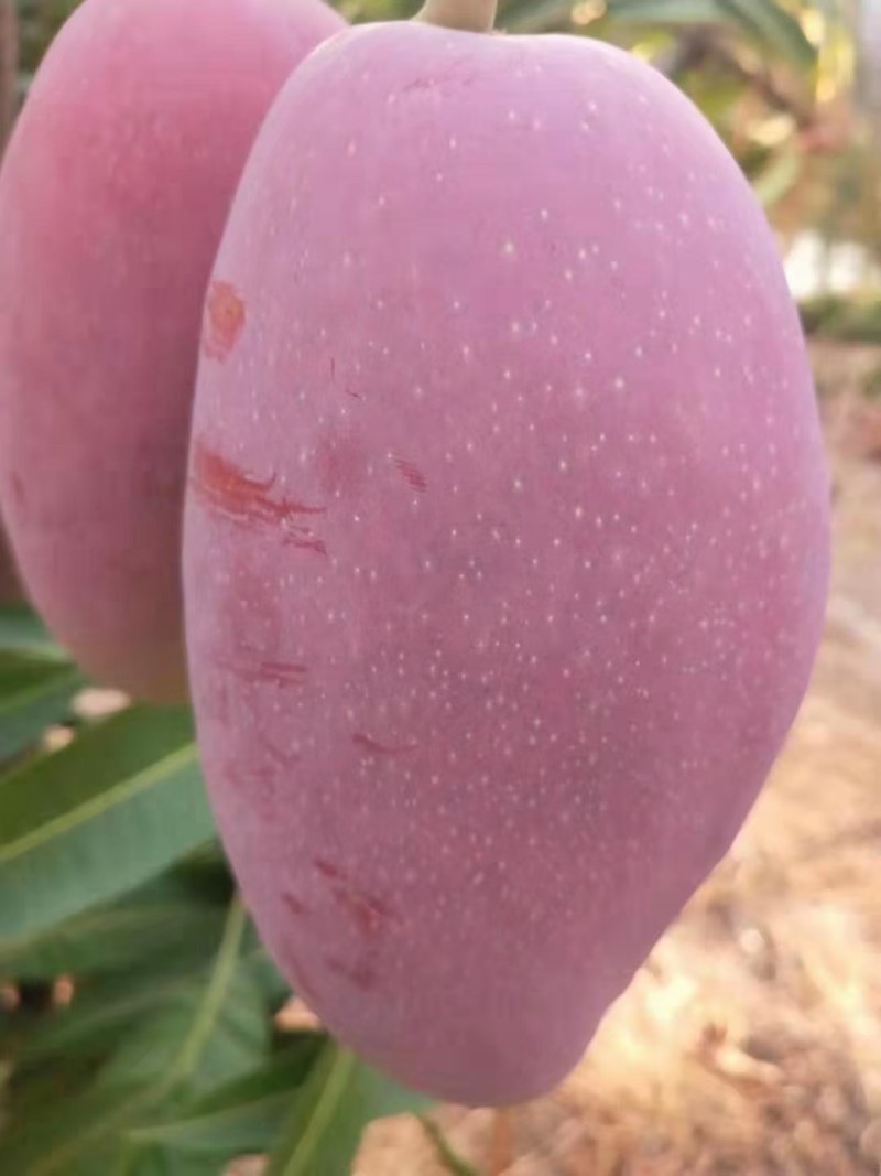 云南高山红贵妃芒果糖度高核小果肉多肉质细腻果皮光滑大量出