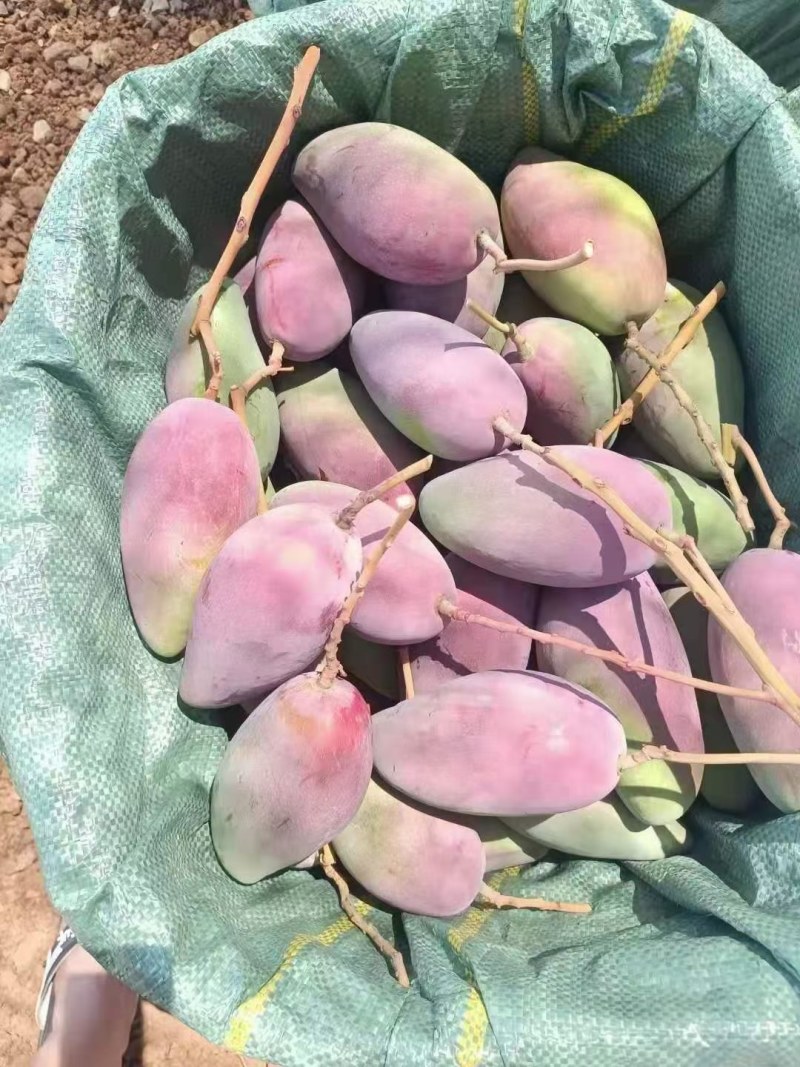 云南高山红贵妃芒果糖度高核小果肉多肉质细腻果皮光滑大量出