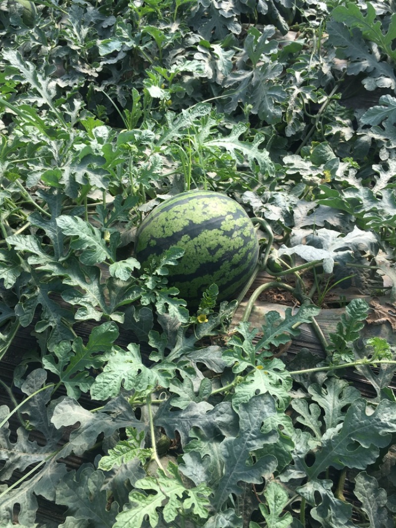 陕西甜王西瓜，大量上市，