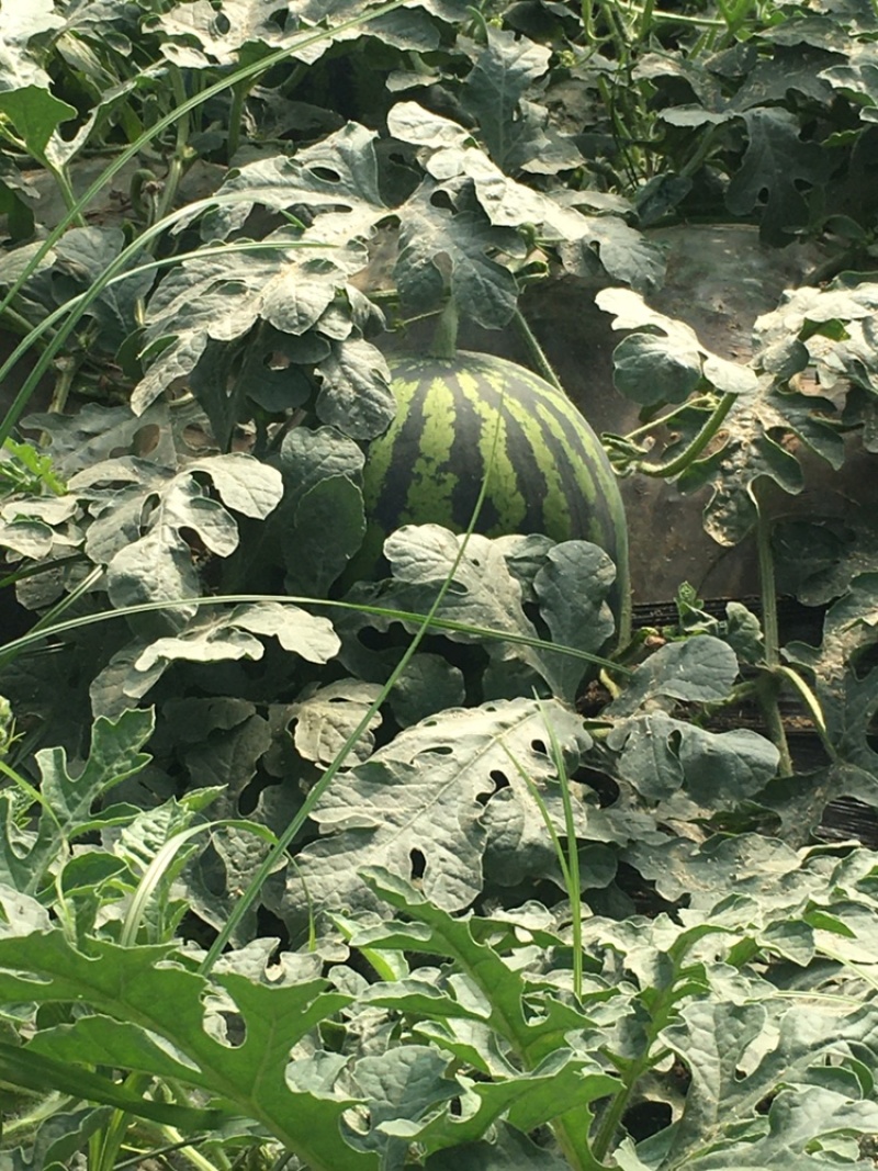 陕西甜王西瓜，大量上市，
