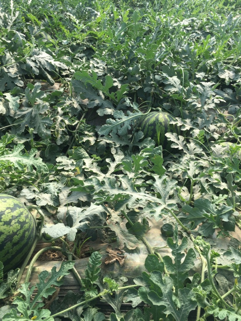 陕西甜王西瓜，大量上市，