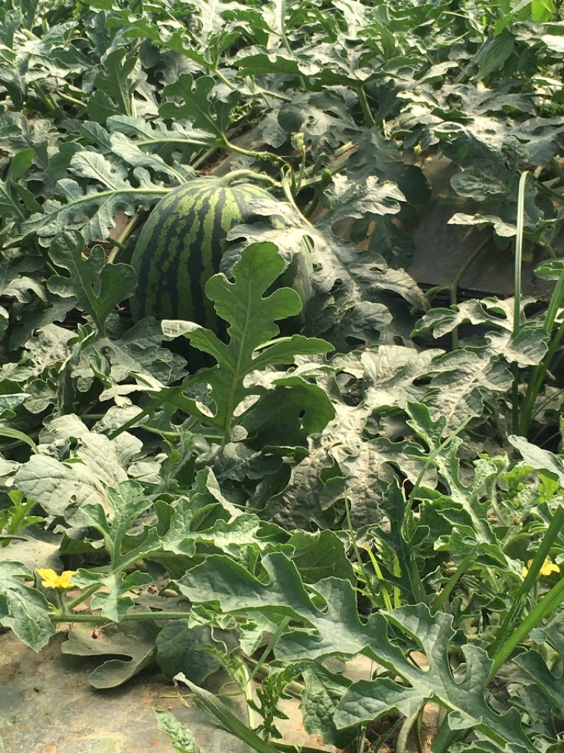陕西甜王西瓜，大量上市，