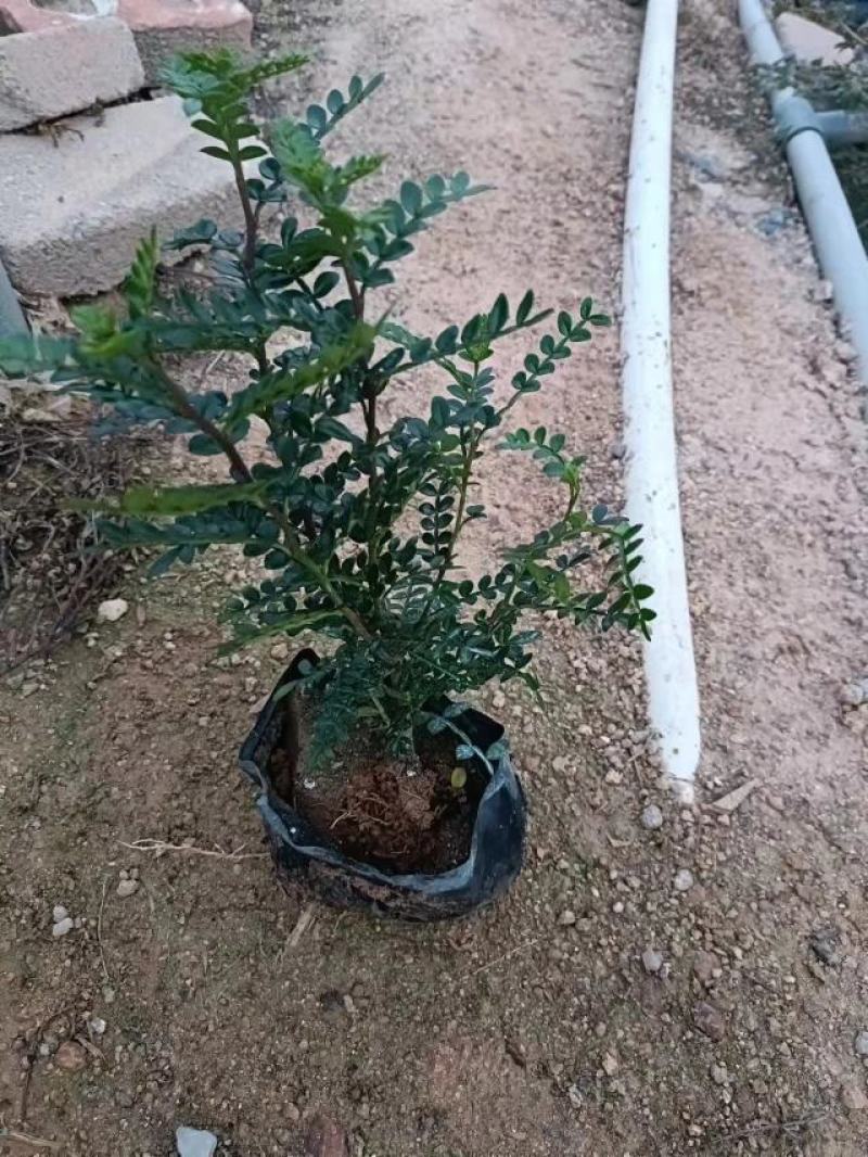 26杯清香木工程靓货，盆上高度35CM，冠幅30CM
