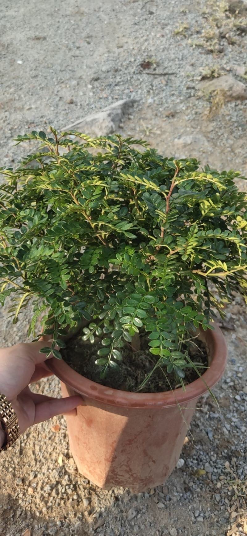26杯清香木工程靓货，盆上高度35CM，冠幅30CM