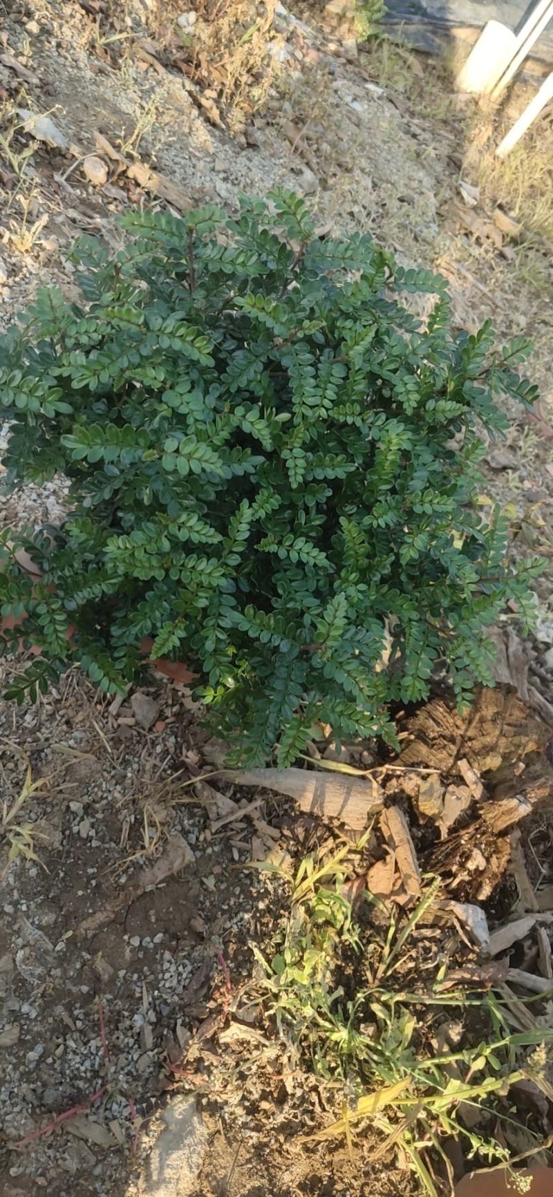 26杯清香木工程靓货，盆上高度35CM，冠幅30CM