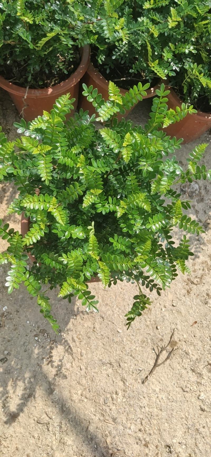 26杯清香木工程靓货，盆上高度35CM，冠幅30CM