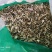 泽漆草药冷背中药材量大优惠欢迎选购