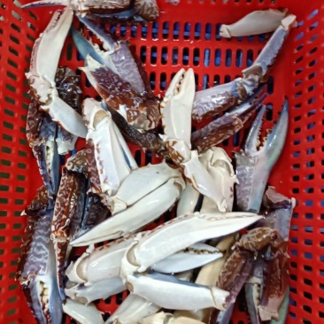 冻非洲精品蓝蟹脚