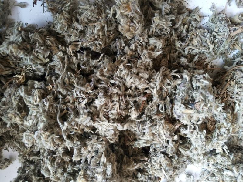 沂蒙山棉茵陈（早期货）