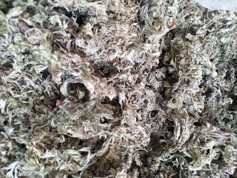 沂蒙山棉茵陈（早期货）