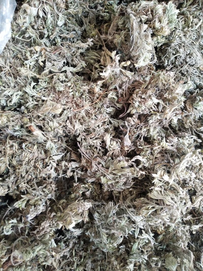 沂蒙山棉茵陈（早期货）