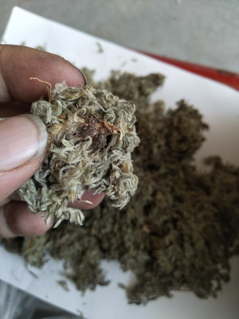 沂蒙山棉茵陈（早期货）