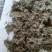 沂蒙山棉茵陈（早期货）