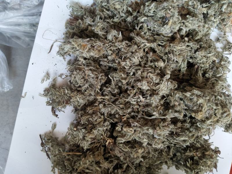 沂蒙山棉茵陈（早期货）