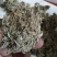 沂蒙山棉茵陈（早期货）