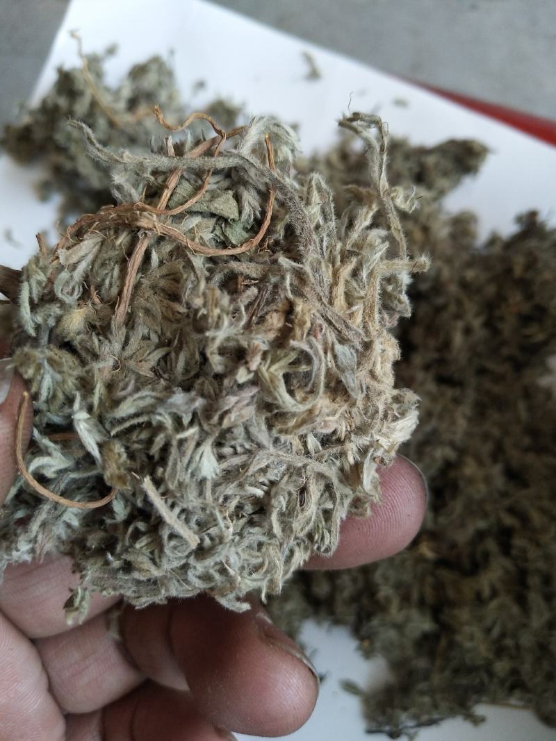 沂蒙山棉茵陈（早期货）