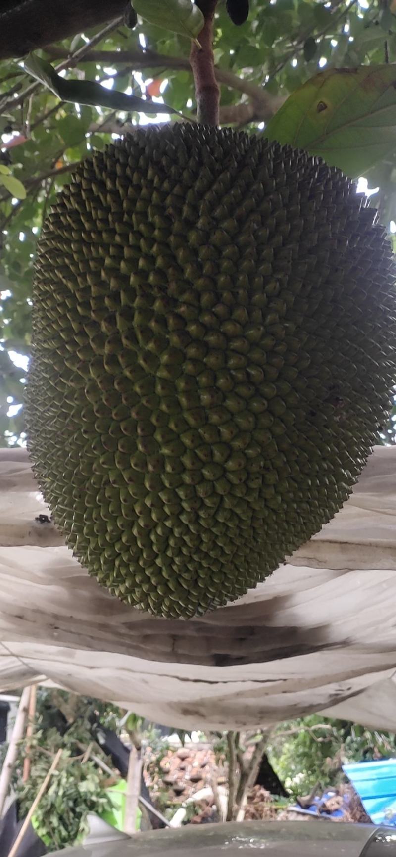 广东电白菠萝蜜