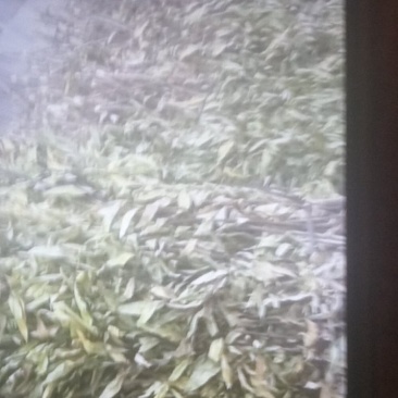 小驳骨草。