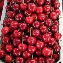 红灯樱桃产地批发露天樱桃大量上市品质好一手货源