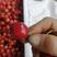 红灯樱桃产地批发露天樱桃大量上市品质好一手货源