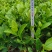 欧洲荚蒾，露天苗，打过头，有分叉！量大！