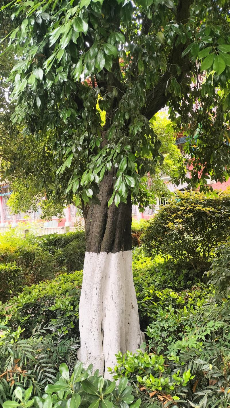 四川货真价实金弹子，又名青檬子，瓶兰花有假包赔