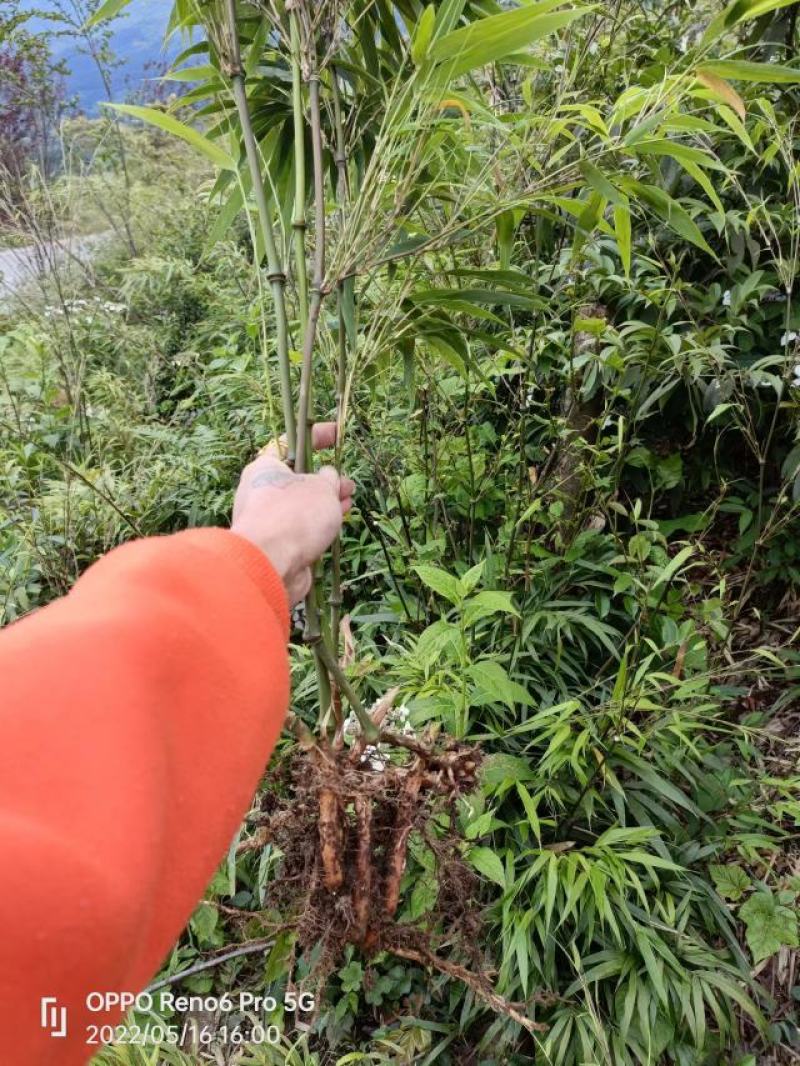 筇竹