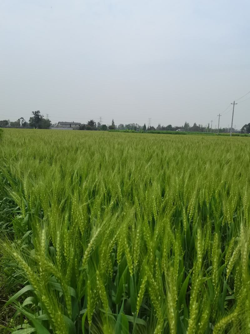 酒麦1号，别名矮麦王